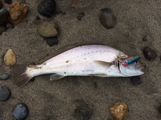 056　1119オオニベ３９㎝店用